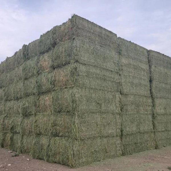 600 X 600 (9)