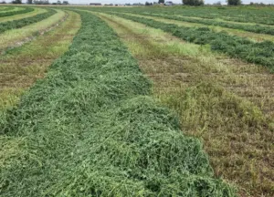 Windrows of freshly cut green alfalfa hay curing in the field