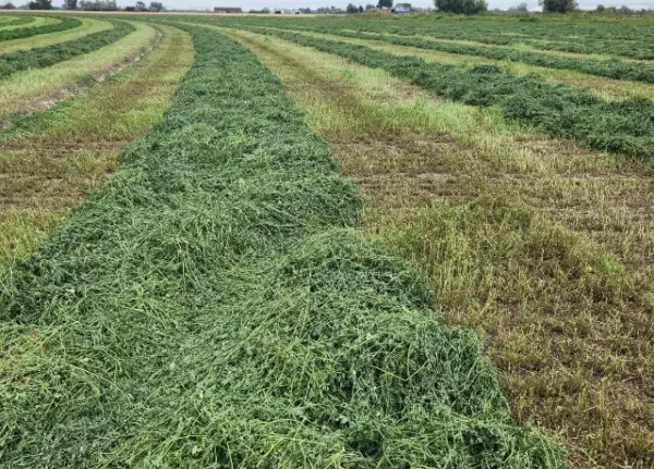 Windrows of freshly cut green alfalfa hay curing in the field
