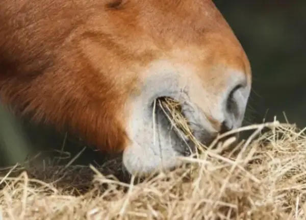Close-up of a chestnut horse's muzzle eating hay from a feeding pile