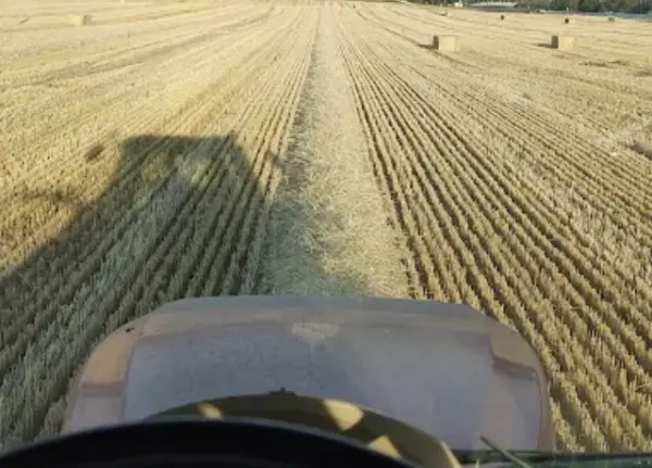 View from inside a tractor cab of a hay windrow being raked through a cut field at golden hour, small bales visible in the distance
