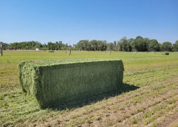 Large square bale of green alfalfa hay in a field with wheel-line irrigation sprinklers in the background