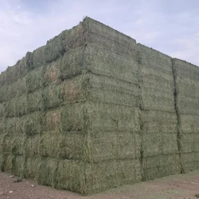 600 X 600 (9)